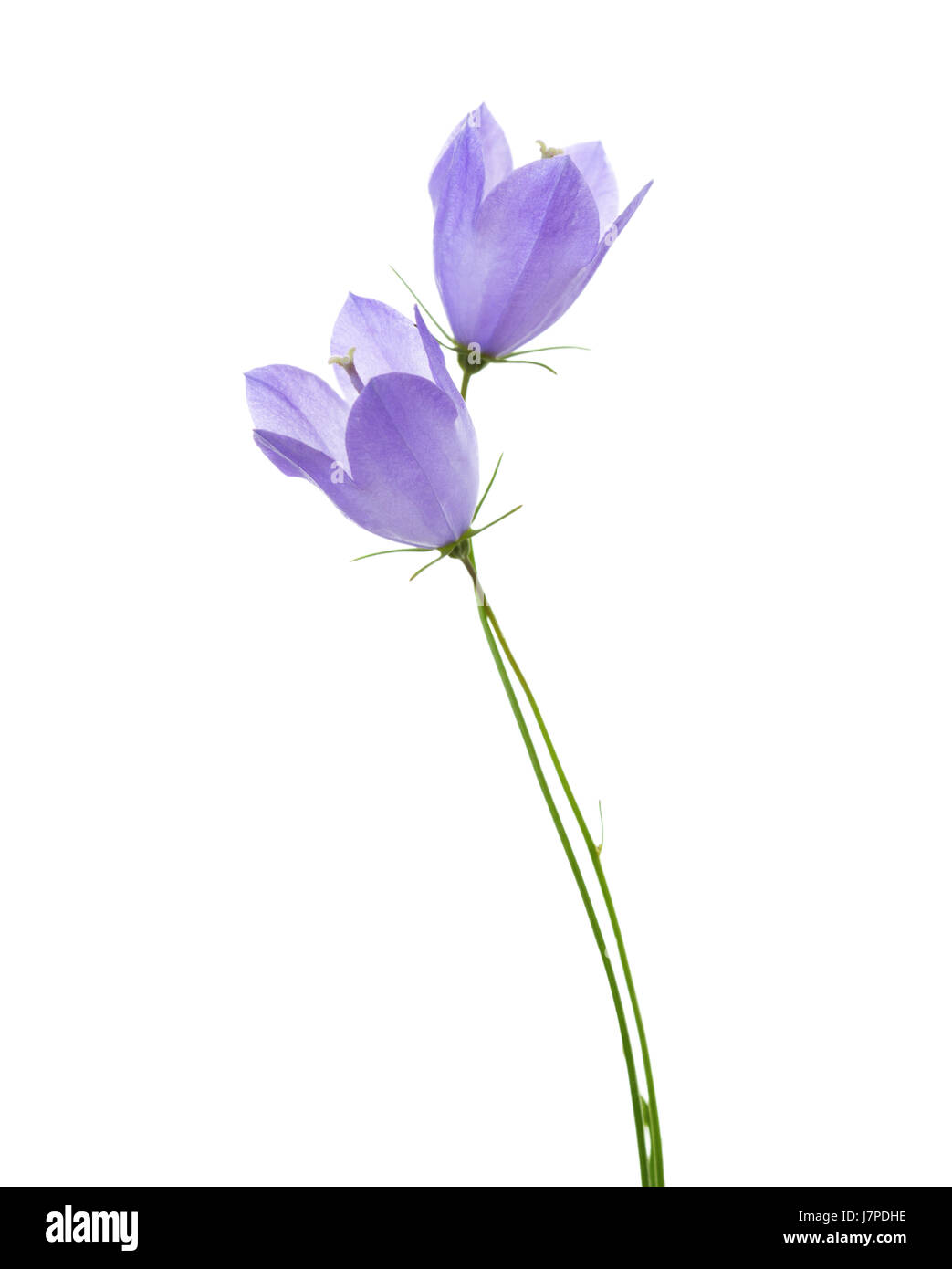 Due campanule isolato su bianco. Foto Stock