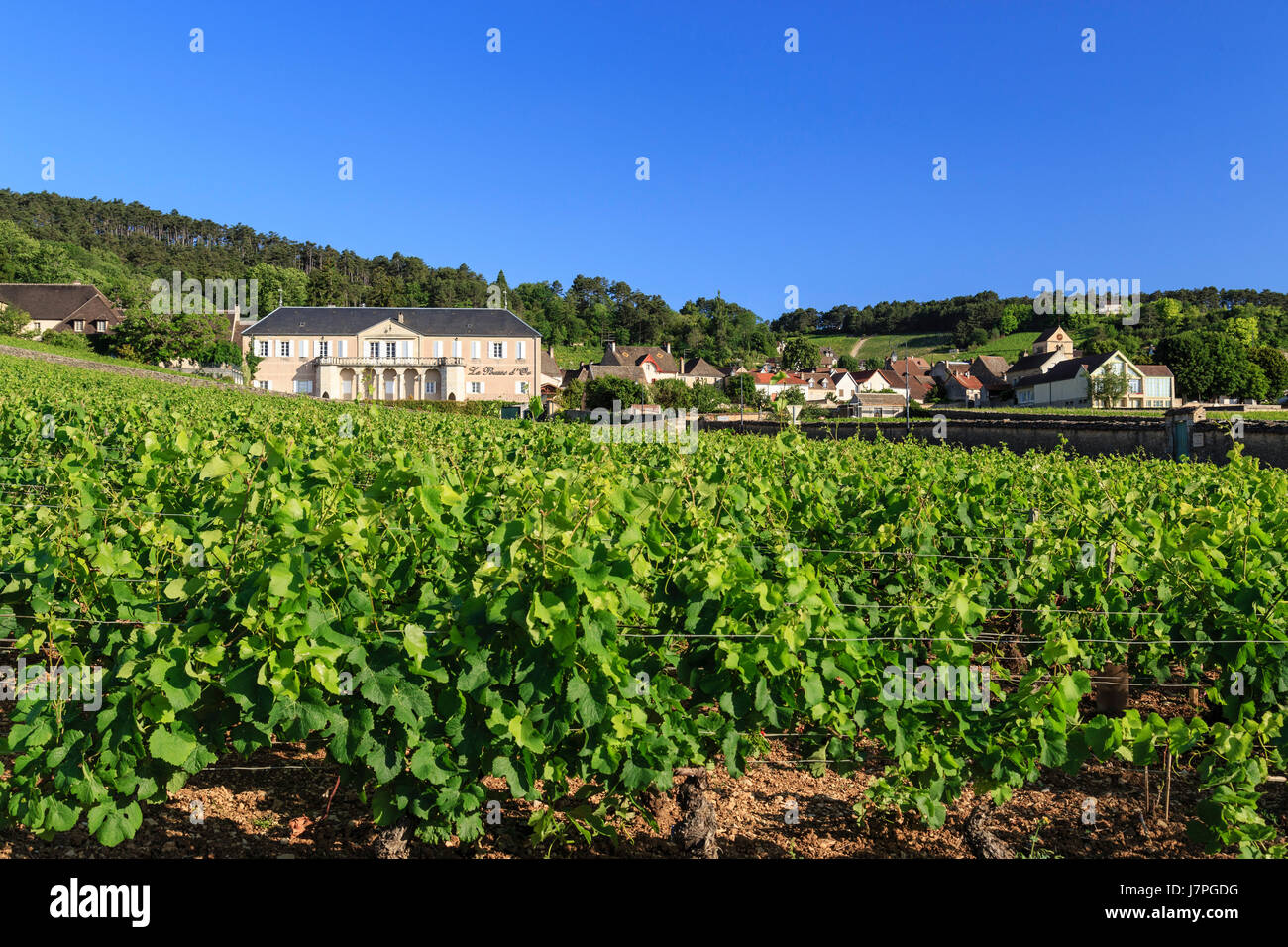 Francia, Cote d'Or, regione della Borgogna, Volnay, il villaggio il vigneto e Pousse d'Or dominio Foto Stock