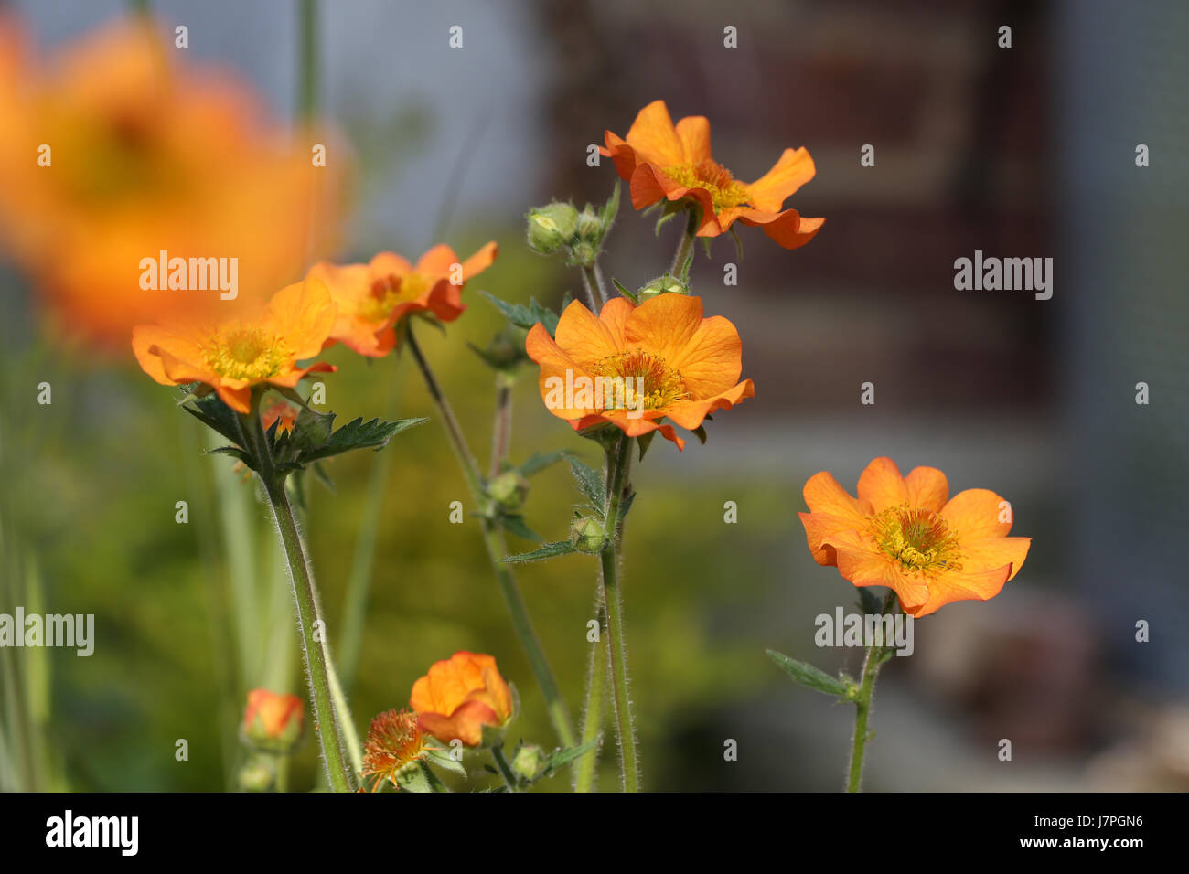 Geum "Totalmente Tangerine' la fioritura delle piante in un giardino estivo confine. I fiori della pianta Geum sono particolarmente attraenti per impollinatori. Foto Stock