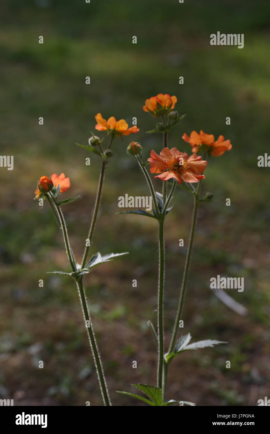 Geum "Totalmente Tangerine' la fioritura delle piante in un giardino estivo confine. I fiori della pianta Geum sono particolarmente attraenti per impollinatori. Foto Stock