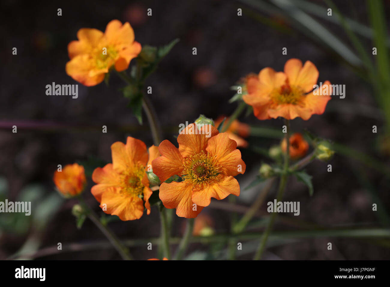 Geum "Totalmente Tangerine' la fioritura delle piante in un giardino estivo confine. I fiori della pianta Geum sono particolarmente attraenti per impollinatori. Foto Stock