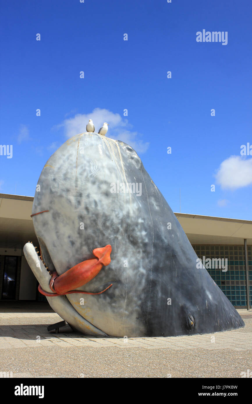 Sperma balena mangiare calamaro gigante Foto Stock
