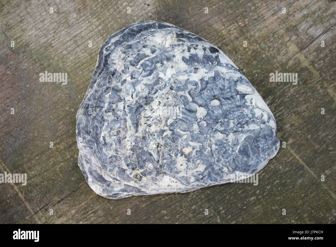 Unione delle ostriche piatte a.k.a. Oyster nativo Ostrea edulis Foto Stock