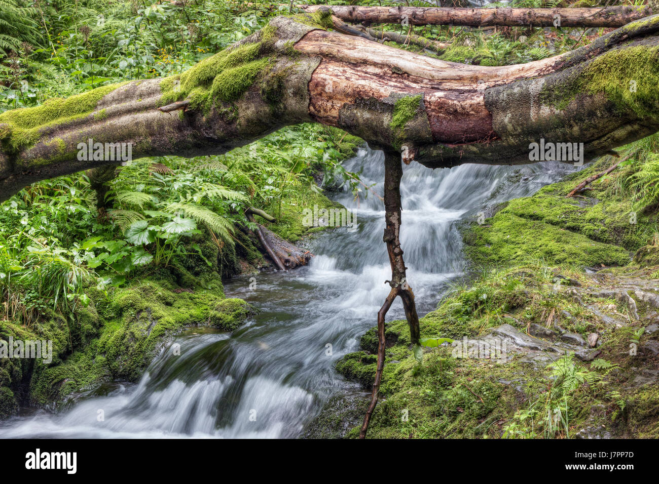 Caduto albero tronco oltre il torrente - cascate e rapide sul bianco Opava stream Foto Stock