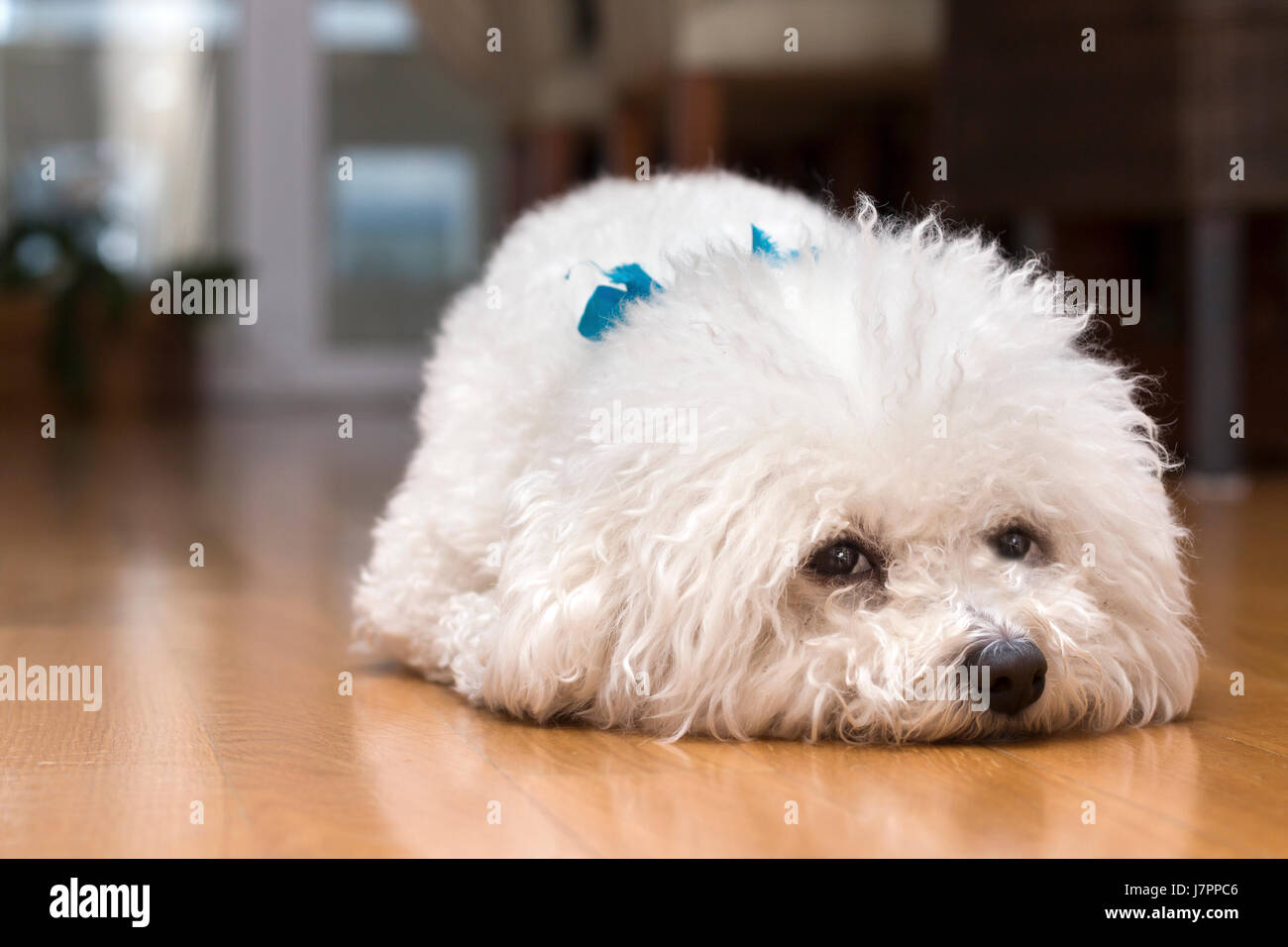 Cane bichon frise sdraiato sul pavimento della sua casa, da soli, aspettando il suo proprietario. Foto Stock