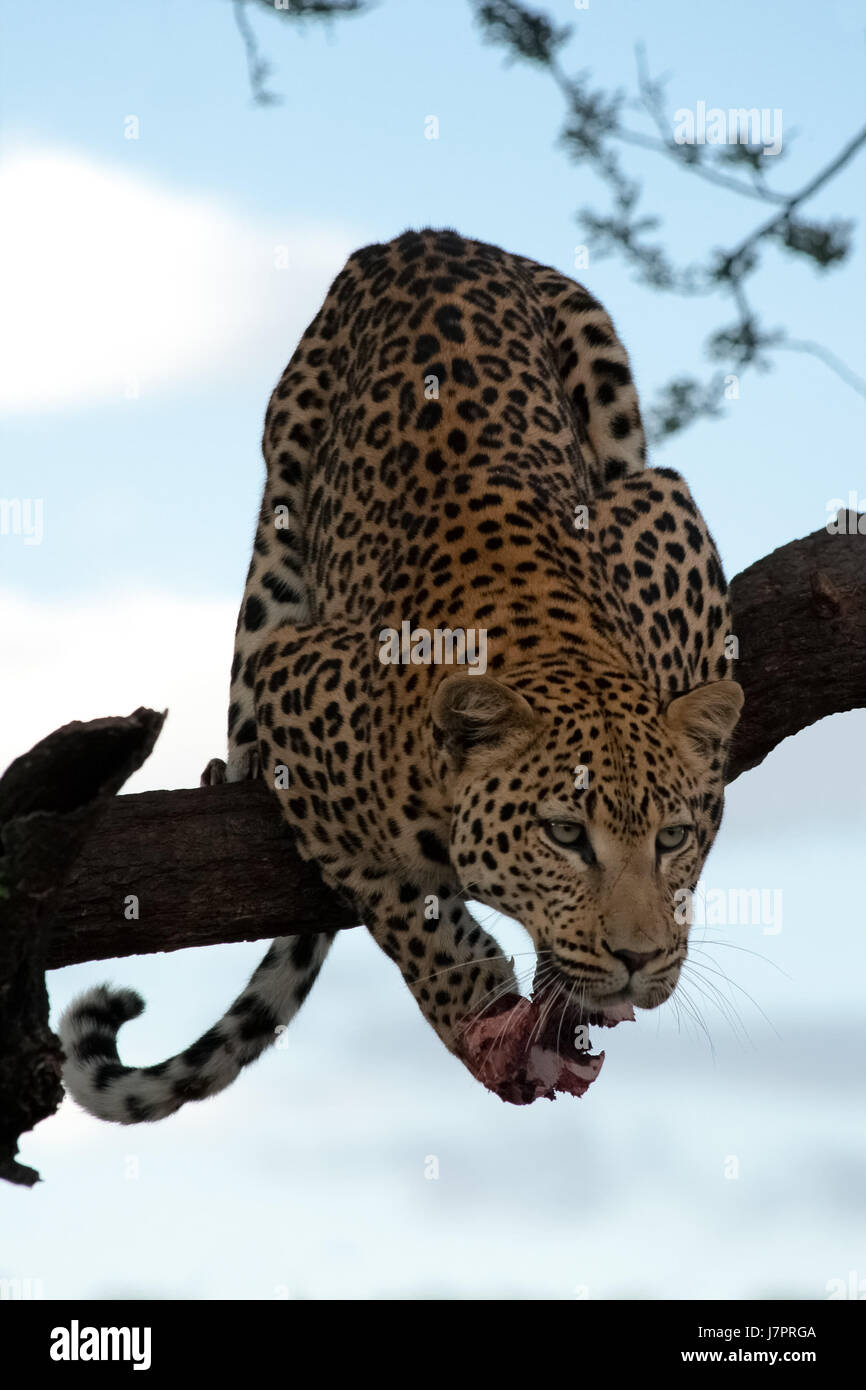 Mammifero africa namibia pelle predatore preda bottino cat gatto grande predatore felino Foto Stock