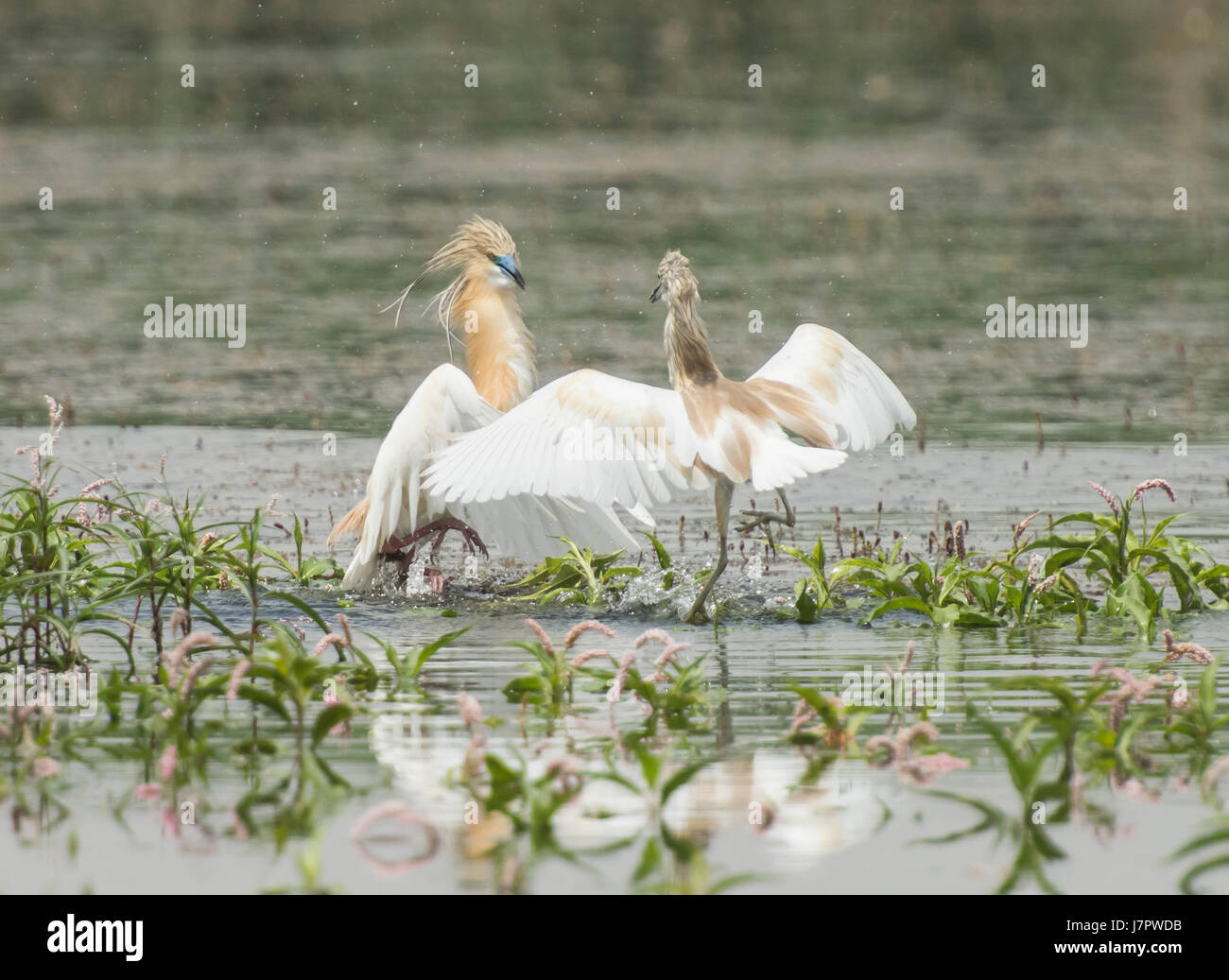 Coppia di sgarza ciuffetto Ardeola ralloides lotta in erba piante reed in acqua di fiume Foto Stock