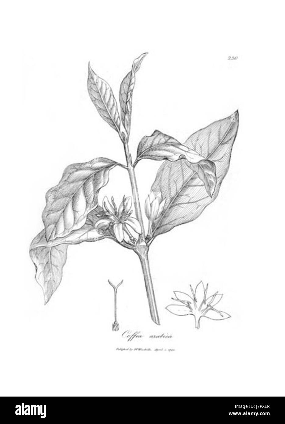 Questa illustrazione botanica raffigura la Coffea arabica, una specie di pianta del caffè nota per i suoi chicchi di alta qualità. Il disegno, in scala di grigi, fornisce una visione dettagliata della struttura e delle caratteristiche dell'impianto. Foto Stock