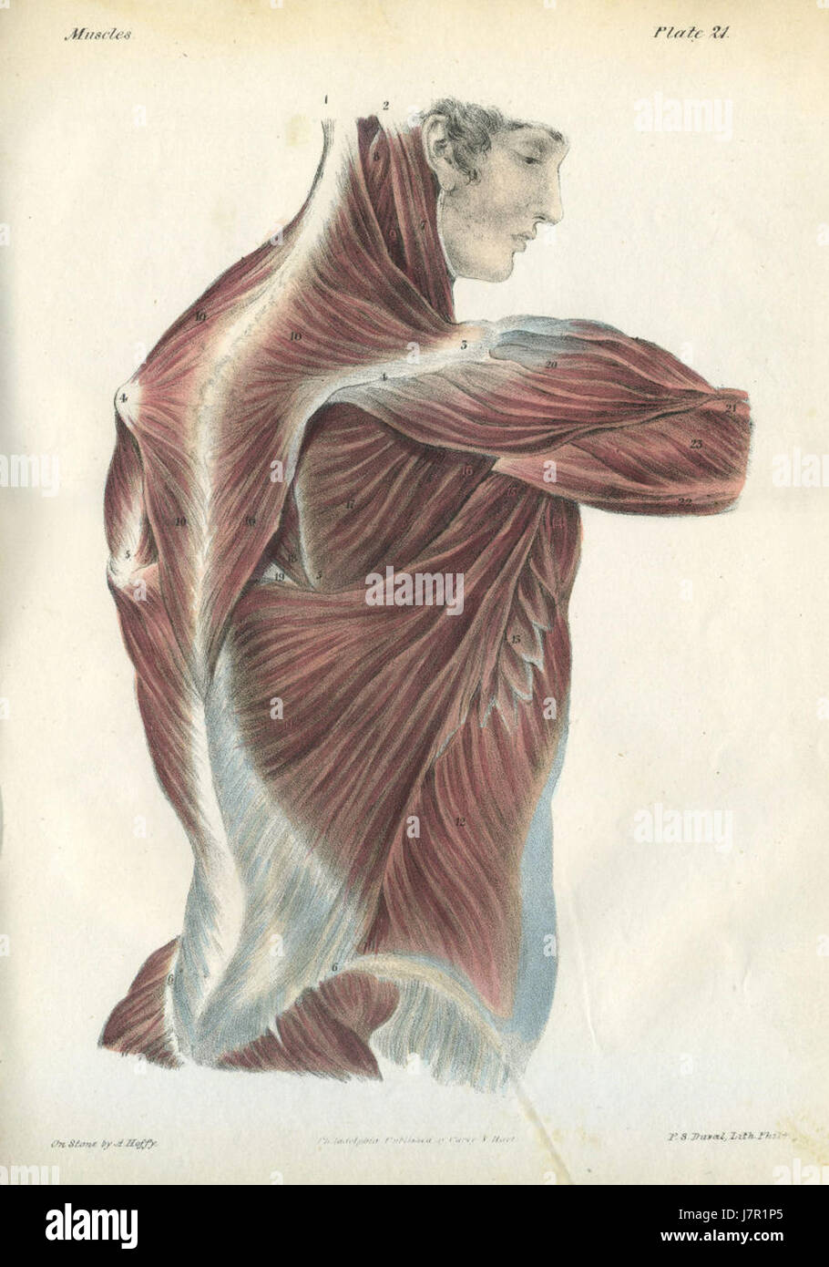 Una serie di placche anatomiche raffiguranti i muscoli umani, con la placca 21 che mostra dettagliate strutture muscolari essenziali per comprendere l'anatomia umana, spesso utilizzata in contesti medici ed educativi. Foto Stock