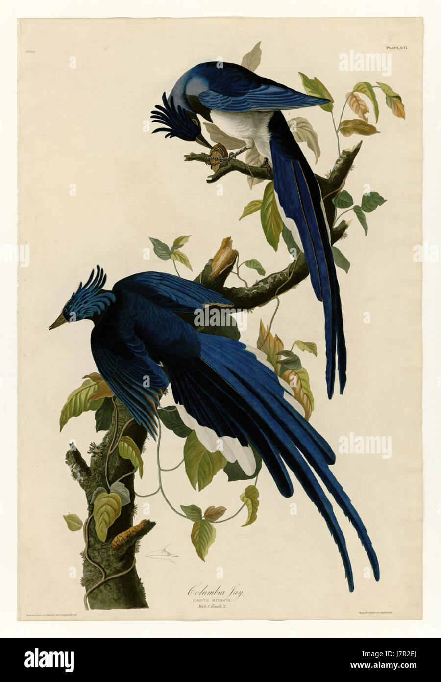 '96 Columbia Jay' si riferisce probabilmente a un modello o a una serie del Columbia Jay, possibilmente un oggetto di un anno o di un'edizione specifica. Può rappresentare un prodotto, ad esempio un veicolo, un'attrezzatura o un oggetto da collezione, rilasciato nel 1996. Ulteriori specifiche dipenderebbero dalla categoria e dal design del prodotto. Foto Stock