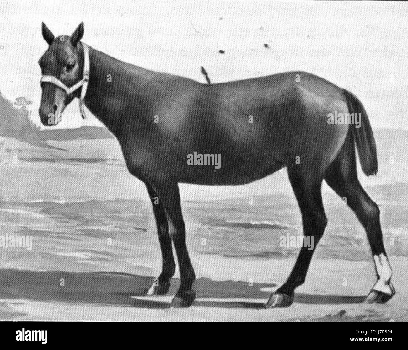 Basuto Pony Foto Stock