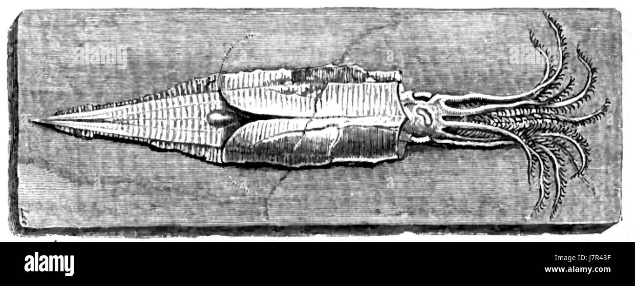 Belemnotheutis antiquus, descritto da SP Woodward, è una specie estinta di cefalopodi del periodo Ordoviciano. Questo antico organismo marino è noto per le sue caratteristiche distintive, che sono state fondamentali per comprendere la vita preistorica degli oceani. Foto Stock