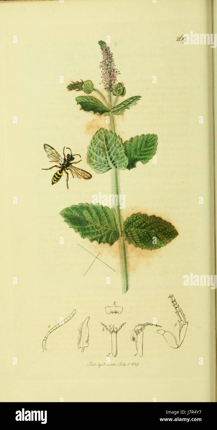 British Entomology, volume 4, Plate 269, presenta illustrazioni di insetti nativi della Gran Bretagna. Il volume fa parte di una serie che documenta la fauna britannica, concentrandosi sugli studi entomologici. Foto Stock