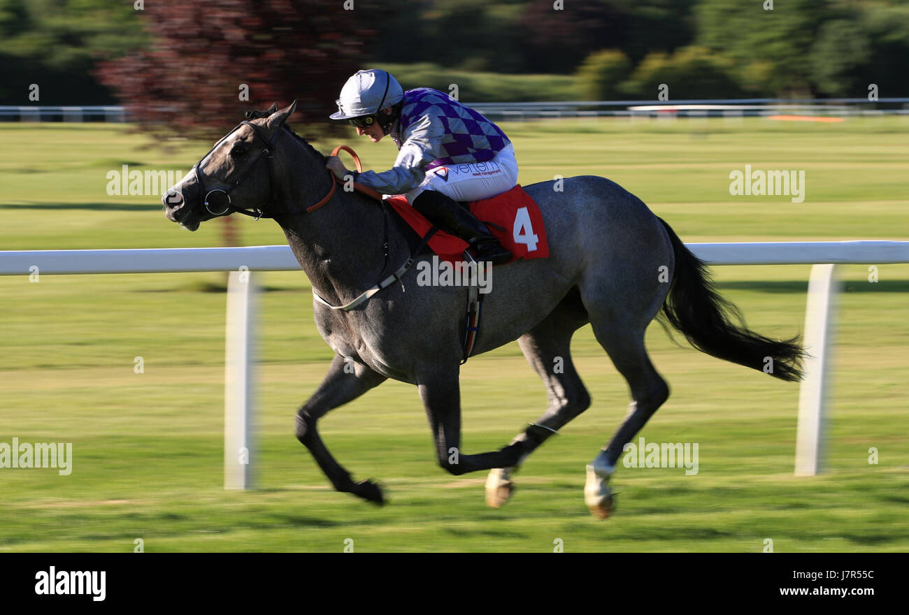 Grigio avana cavalcato da P.J. McDonald viene a casa a conquistare quote migliori con Matchbook Partecipazioni nazionali a Sandown Park Racecourse. Foto Stock