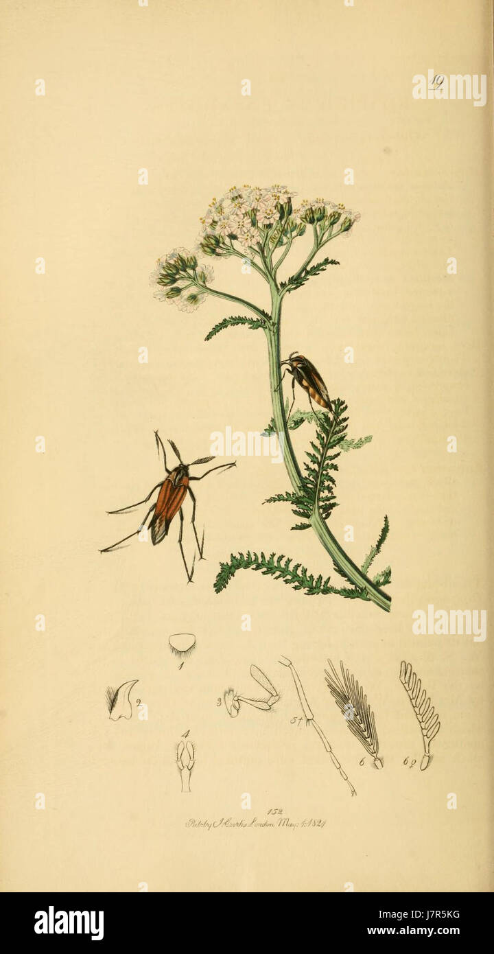 British Entomology volume 2, Plate 19 presenta illustrazioni dettagliate di insetti nativi della Gran Bretagna, che mostrano specie trovate in vari habitat, con un'enfasi sulla loro morfologia e comportamento. Foto Stock