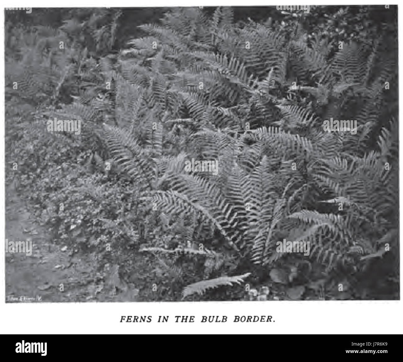 Si riferisce all'uso del colore nei giardini floreali, probabilmente nel contesto delle tecniche di orticoltura o giardinaggio. Potrebbe esplorare le varie specie di piante e come le combinazioni di colori migliorino il fascino estetico dei giardini. Foto Stock