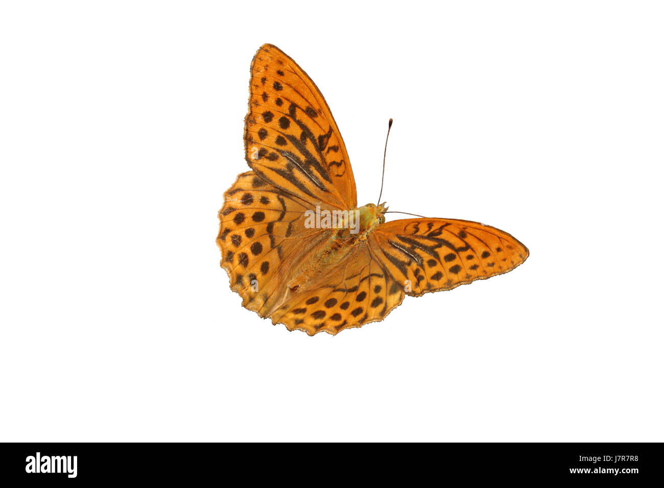 Isolato di farfalla insetto moth macro close-up di ammissione macro vista ravvicinata Foto Stock