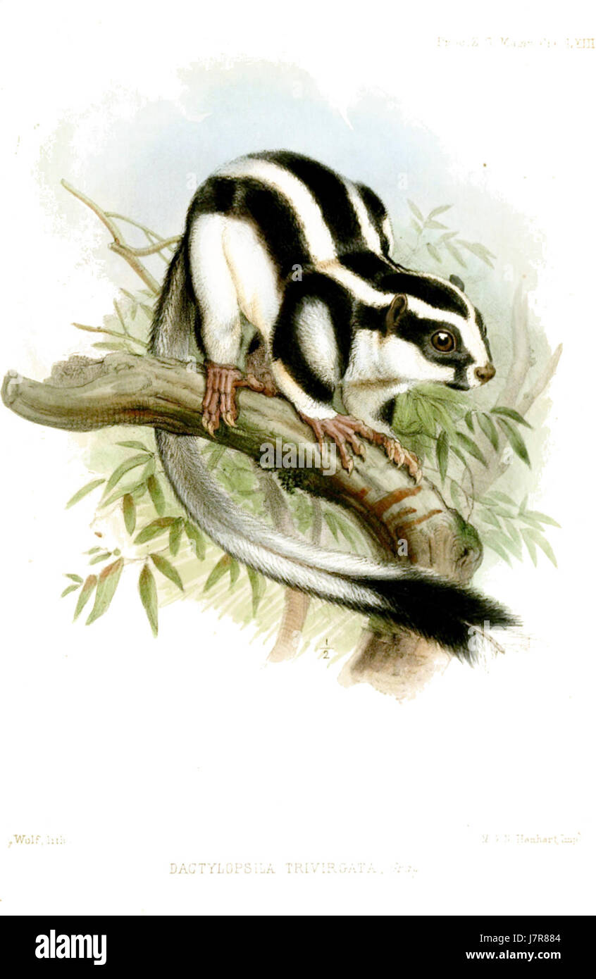 DactylopsilaTrivirgataWolf Foto Stock
