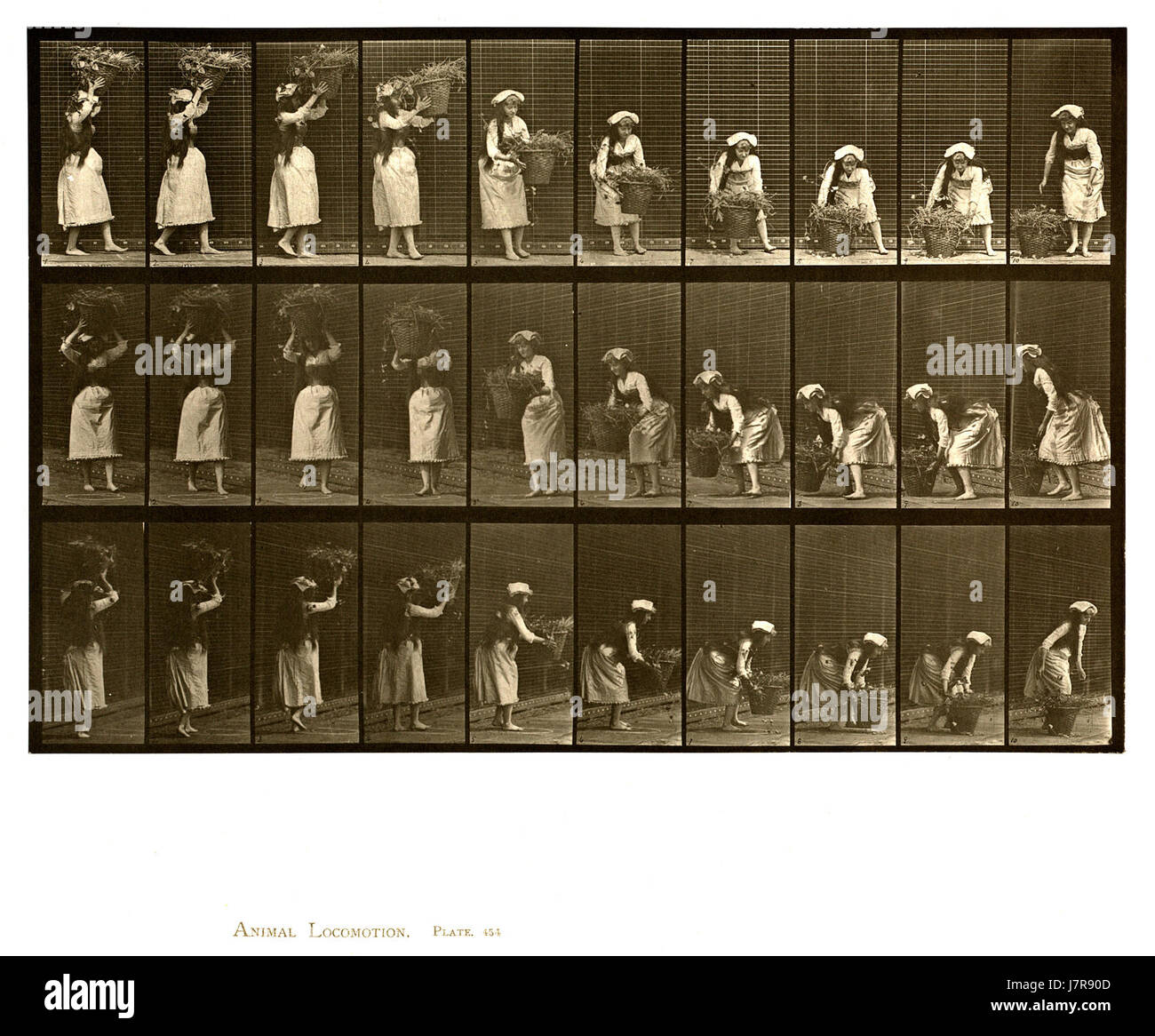 "Animal Locomotion", Plate 454 di Eadweard Muybridge, presenta immagini sequenziali di un cavallo in movimento. Gli studi di Muybridge sul movimento rivoluzionarono la comprensione della locomozione animale e umana alla fine del XIX secolo. Foto Stock