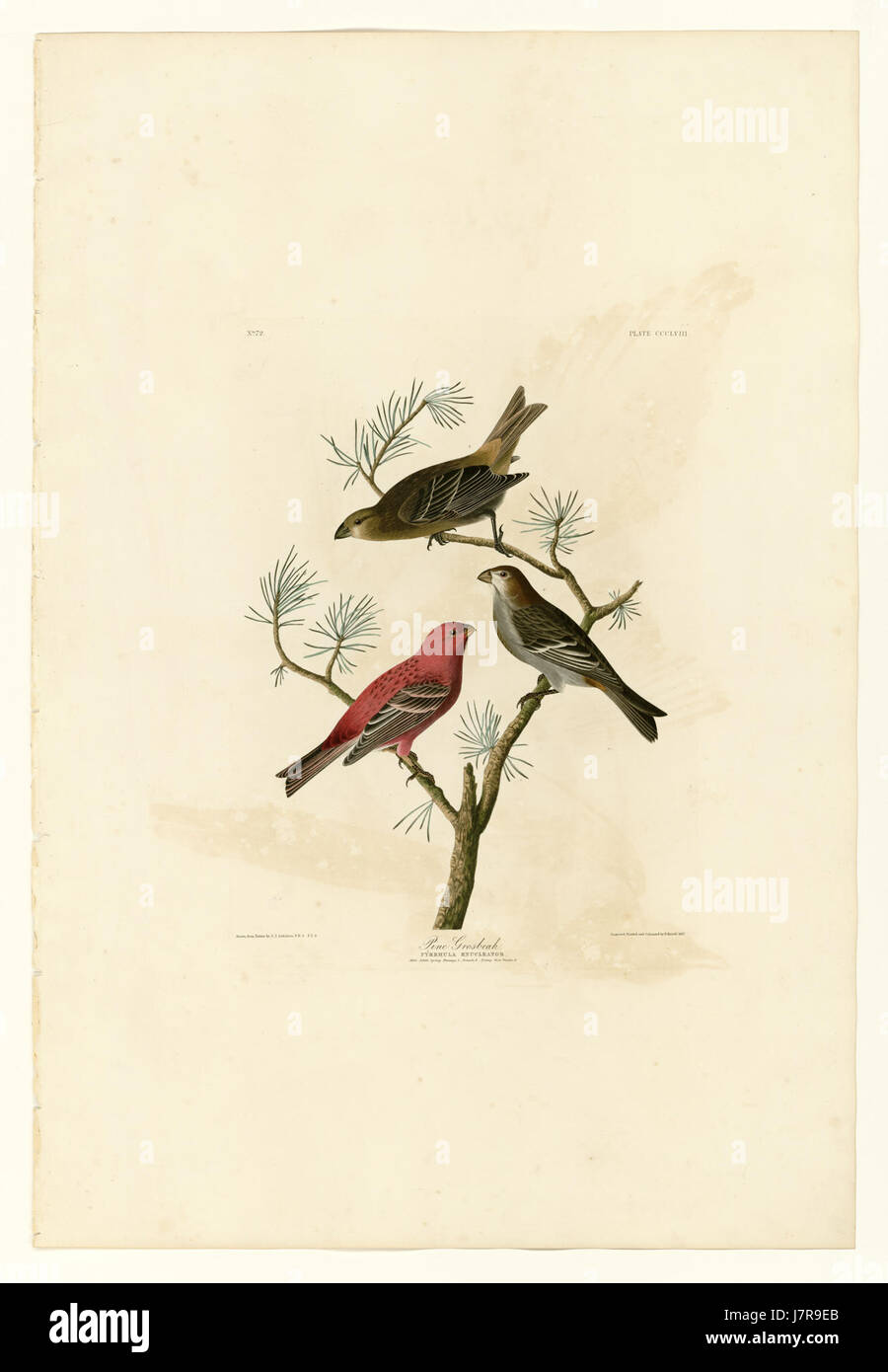 Il Pine Grosbeak (Pinicola enucleator) è una specie di uccelli che si trova nelle foreste di conifere del Nord America. Noto per la sua colorazione sorprendente, è riconosciuto per le sue dimensioni relativamente grandi rispetto ad altri fringuelli e per la sua preferenza per gli ambienti ad alta quota. Foto Stock