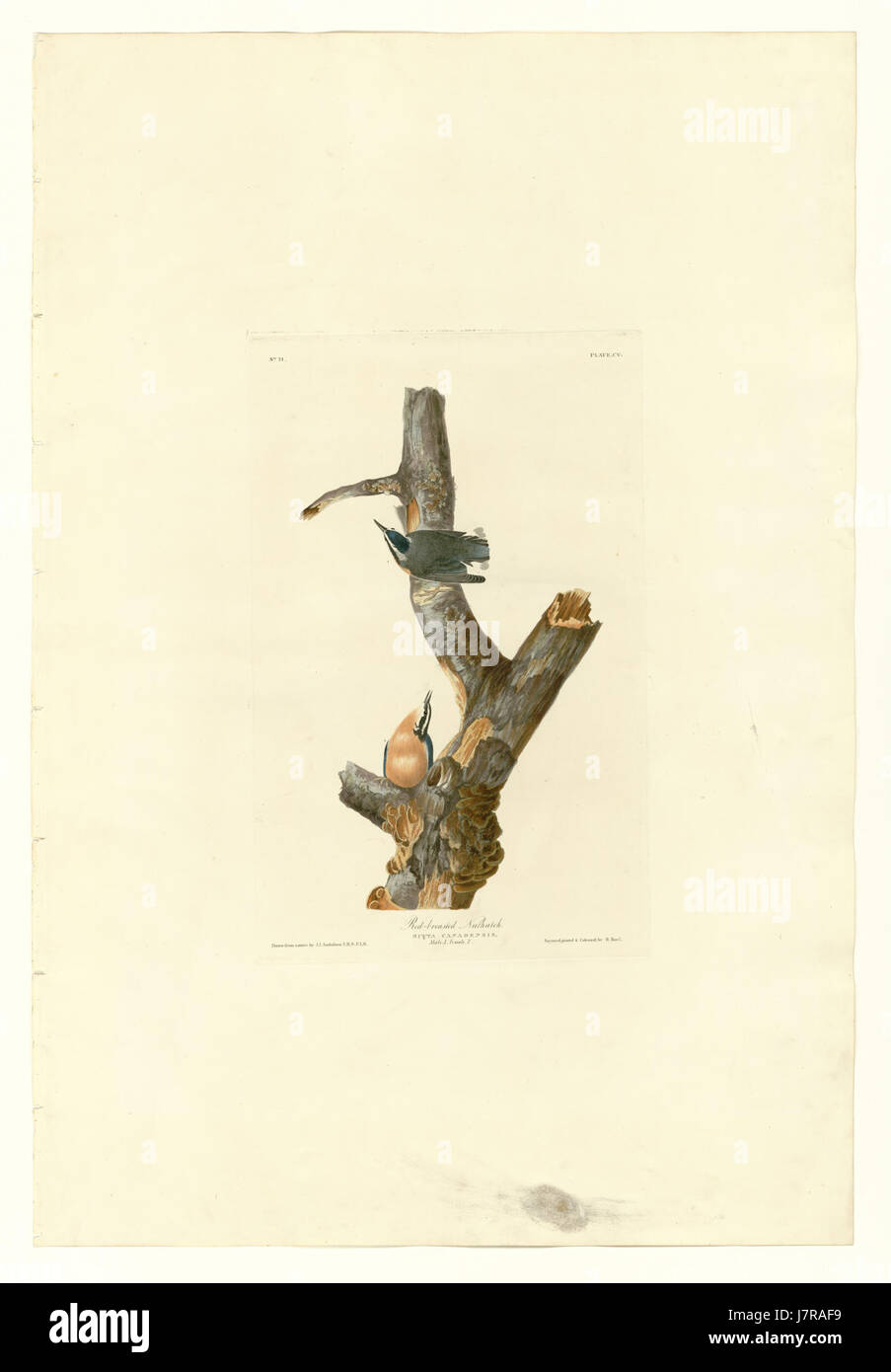 Il Nuthatch dal petto rosso è una piccola specie di uccelli originaria del Nord America, identificabile dal suo petto rosso e dal suo caratteristico richiamo. Si trova comunemente nelle foreste di conifere. Foto Stock