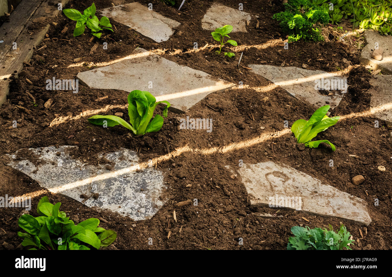 Pietre piatte collocato tra piantate le piantine in un giardino di primavera, Ontario Canada Foto Stock