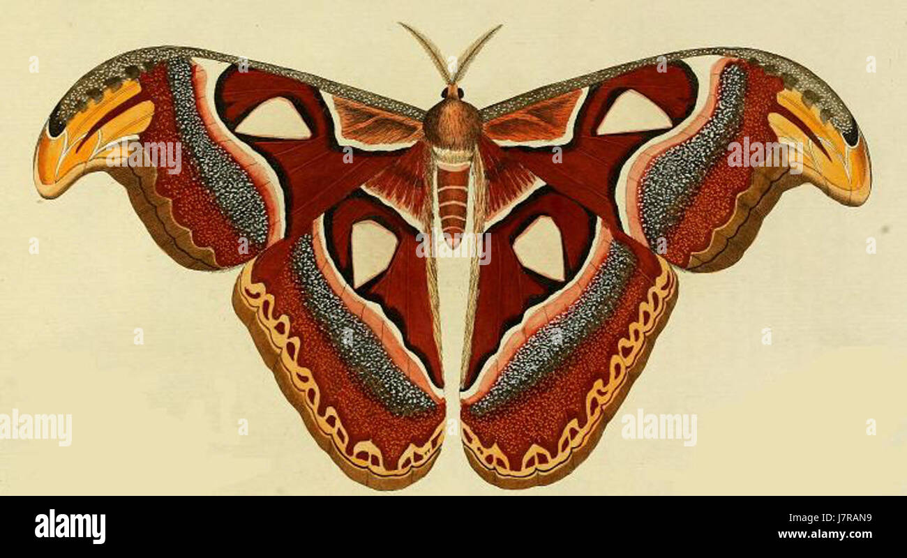 Attacus atlas è una specie di falena gigante originaria del sud-est asiatico. Conosciuta per le sue impressionanti dimensioni e i caratteristici motivi alari, è una delle falene più grandi del mondo. L'illustrazione cattura le caratteristiche uniche delle ali e del corpo, evidenziandone le dimensioni e la bellezza. La specie è anche notevole per la sua breve durata di vita e il ruolo nell'ecosistema come impollinatore. Foto Stock