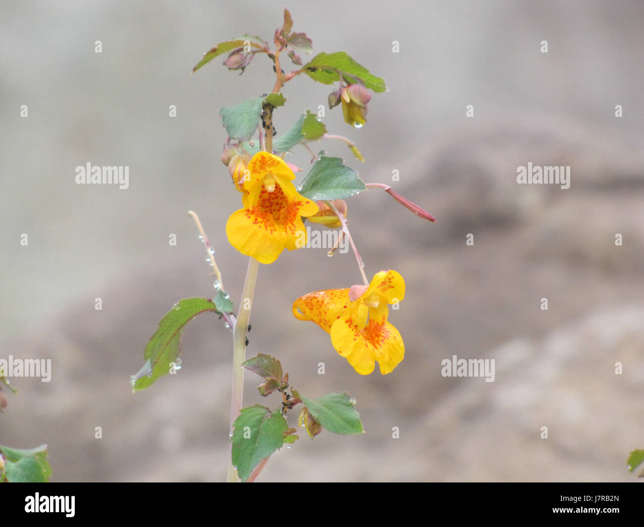 Fiori Selvatici lungo il litorale a Whale Cove Nova Scotia Foto Stock