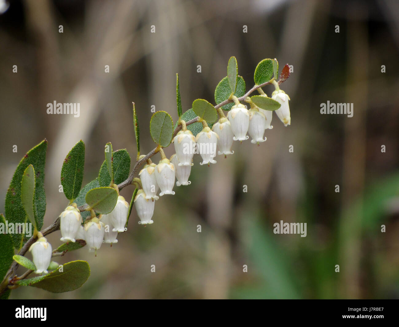 Cuoio fiore foglia al Catcha Lago Vicino Oriente Chezzetcook Nova Scotia Foto Stock