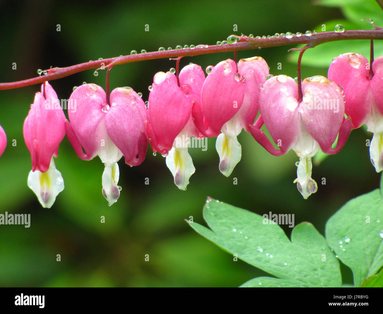 Cuore di spurgo in un giardino a Oriente Chezzetcook Nova Scotia Foto Stock