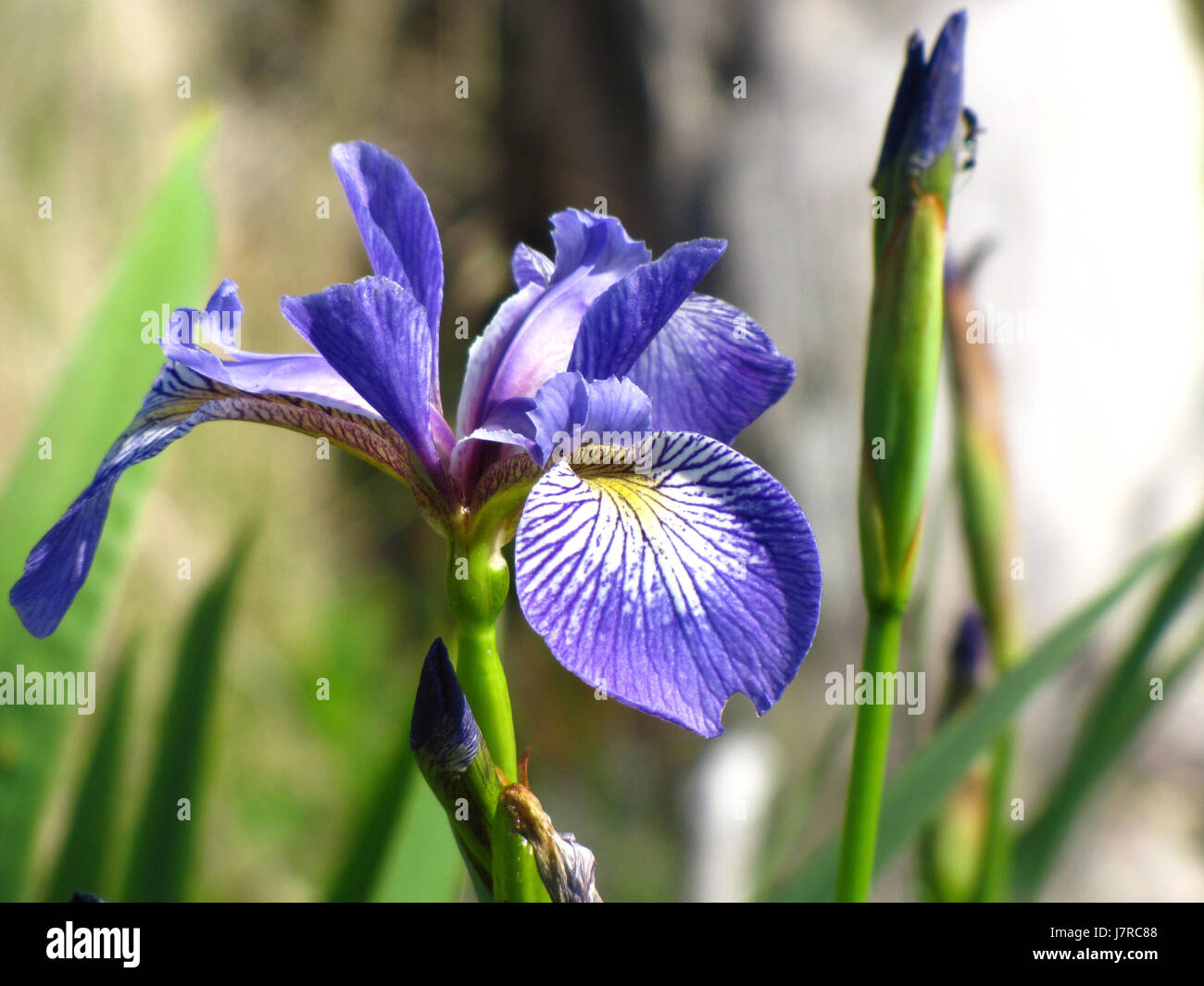 Bandiera Blu iris al Clam Harbour Beach Trail, NS Foto Stock