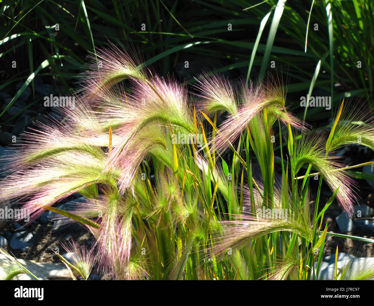 Erba Feathery vicino al litorale a est Chezzetcook NS Foto Stock