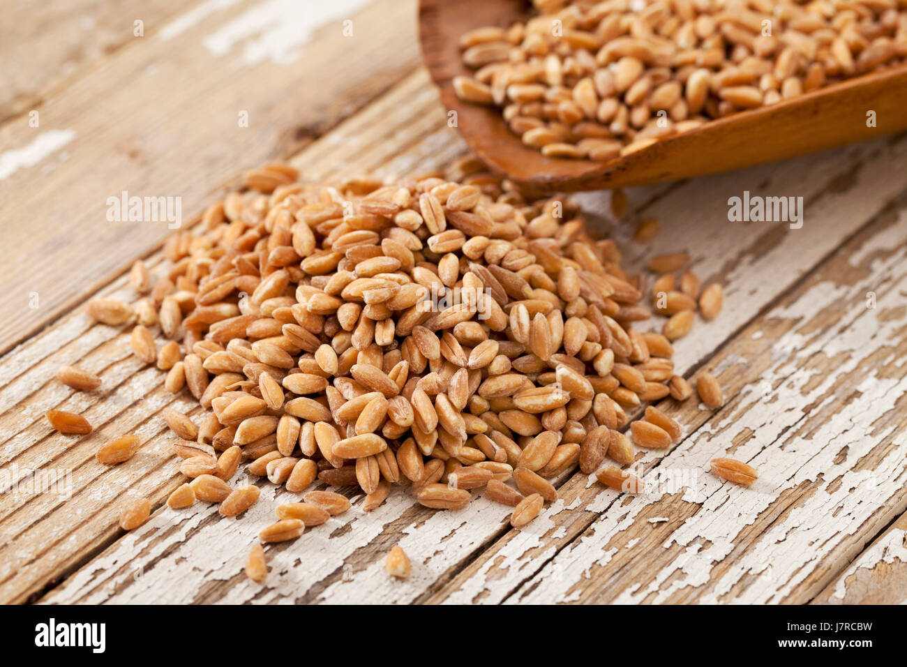 Chicco di grano rustico rustical scoop cibo cereale aliment a grana di  legno italiano di frumento Foto stock - Alamy