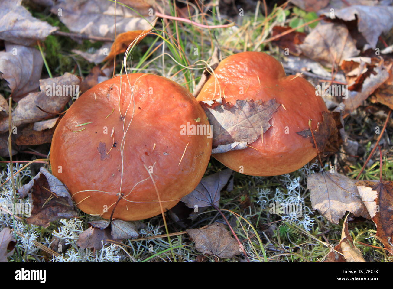 I funghi selvatici nella valle Musquodoboit NS Foto Stock