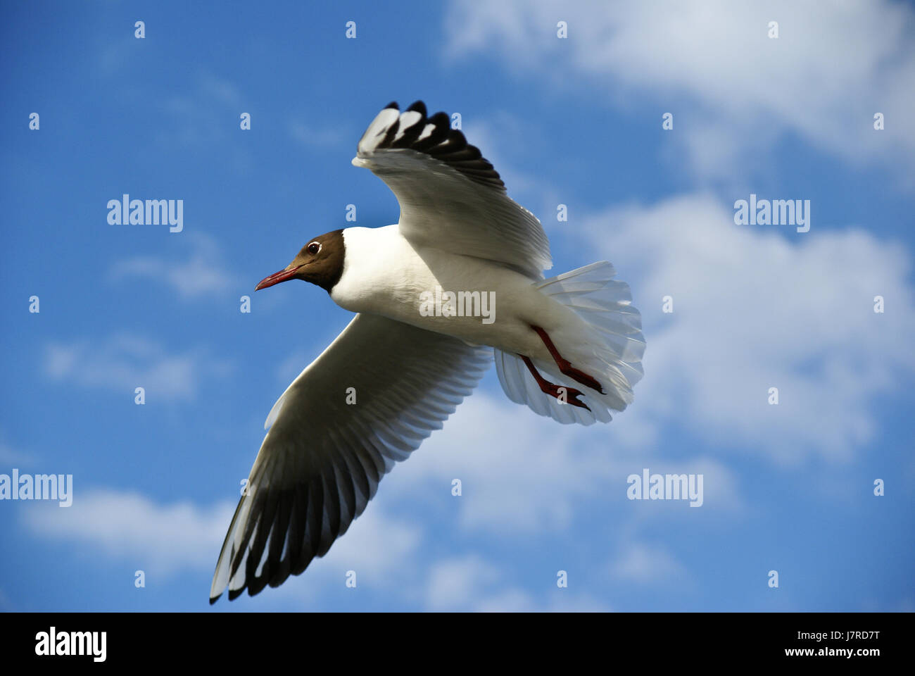 I gabbiani in mare,boddenlandscape nazionale,ger Foto Stock