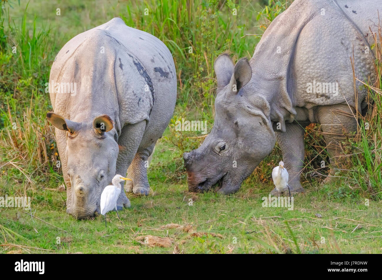 Rinoceronte indiano (rinoceros unicornis) rhinoceros più grande un-corned, due animali. Kaziranga National Park, Assam, India. Foto Stock