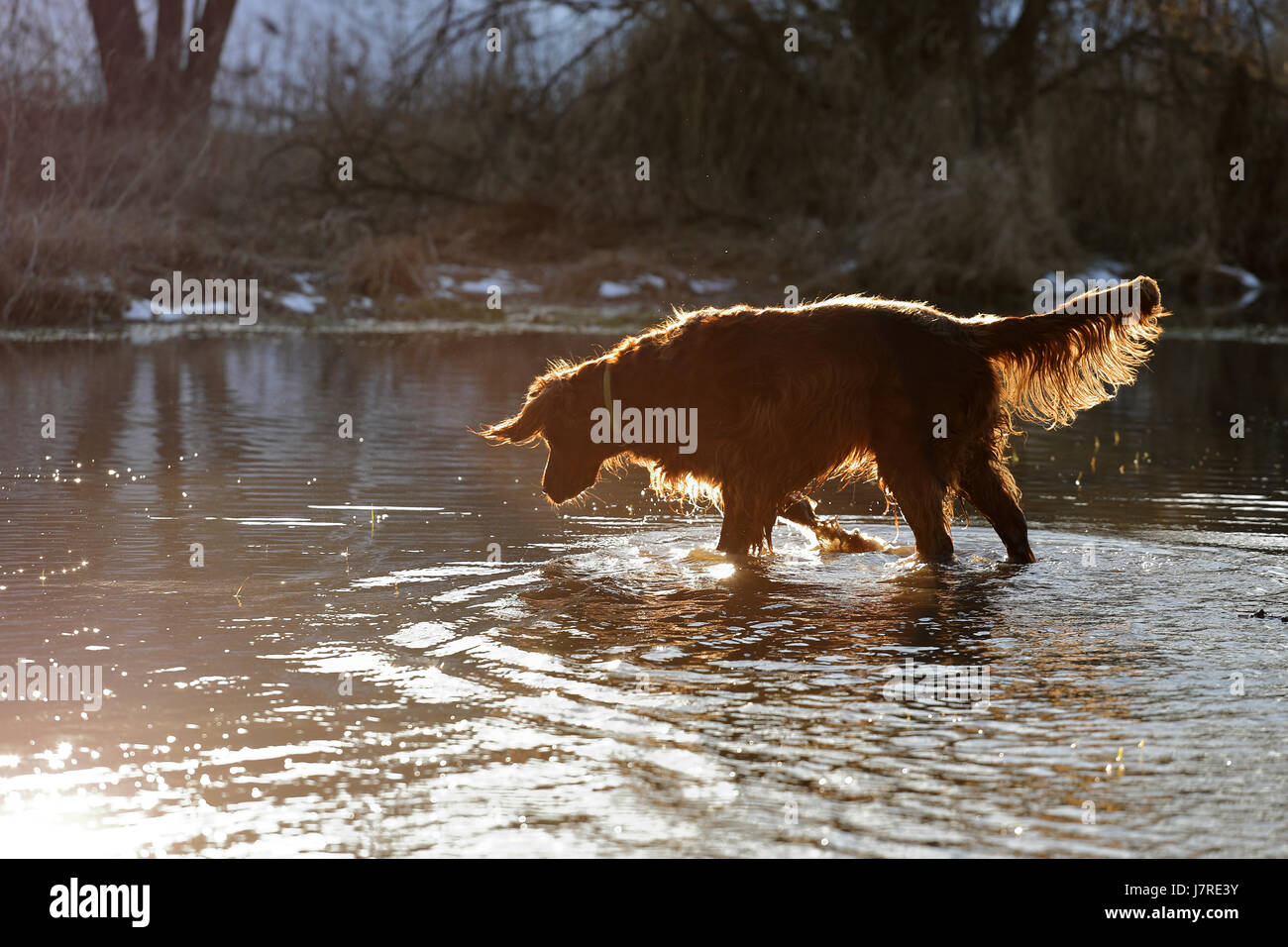 Il setter cane sta giocando in acqua Foto Stock