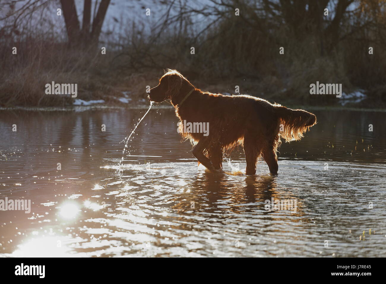 Il setter cane sta giocando in acqua Foto Stock