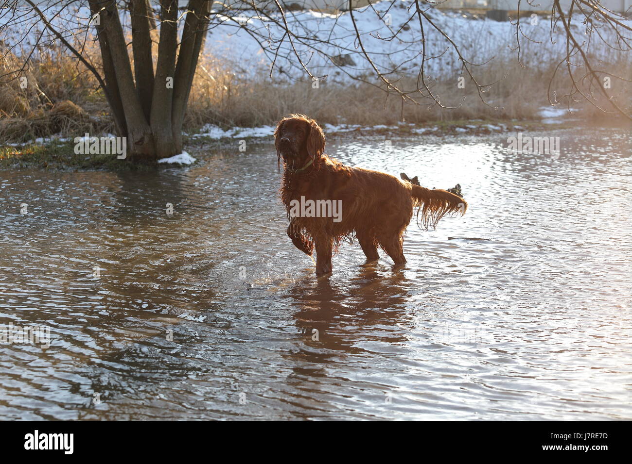 Il setter cane sta giocando in acqua Foto Stock