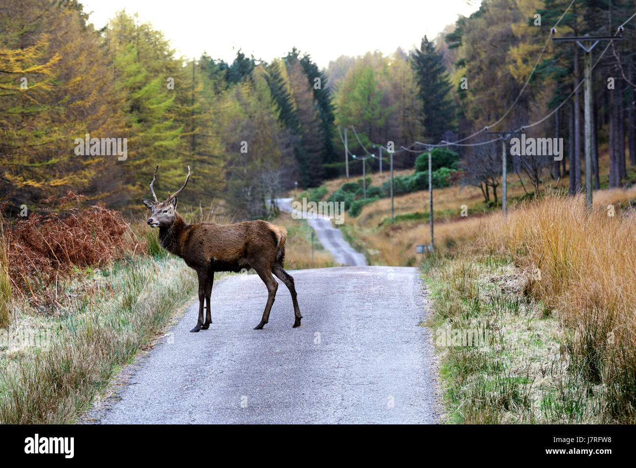 Cervi in Glen Etive, Highlands, Scotland, Regno Unito. Foto Stock