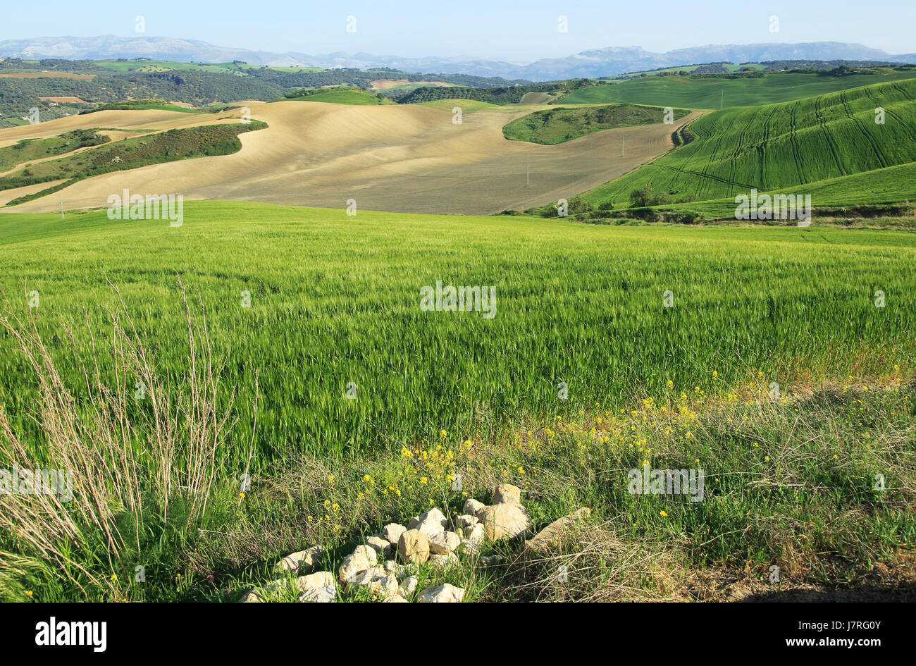 Paesaggio agricolo di Rio a Setenil valley, Cuevas del Marques, Serrania de Ronda, Spagna Foto Stock