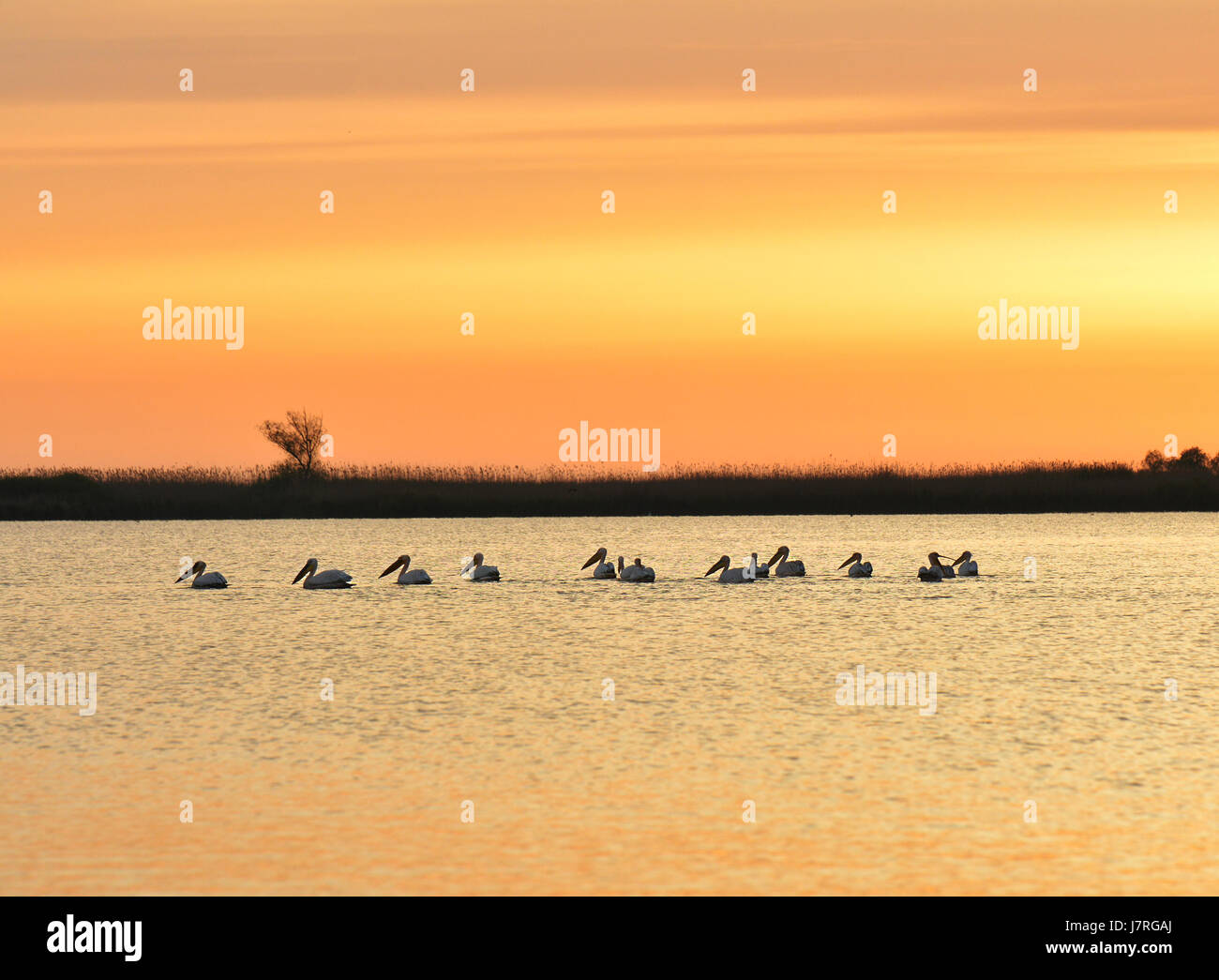 Incredibile sunrise in natura prenotazione del delta del Danubio, Romania Foto Stock