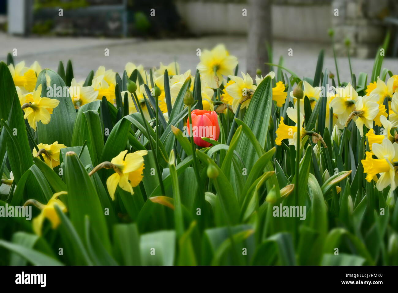 Primavera di bellezza in un parco urbano Foto Stock