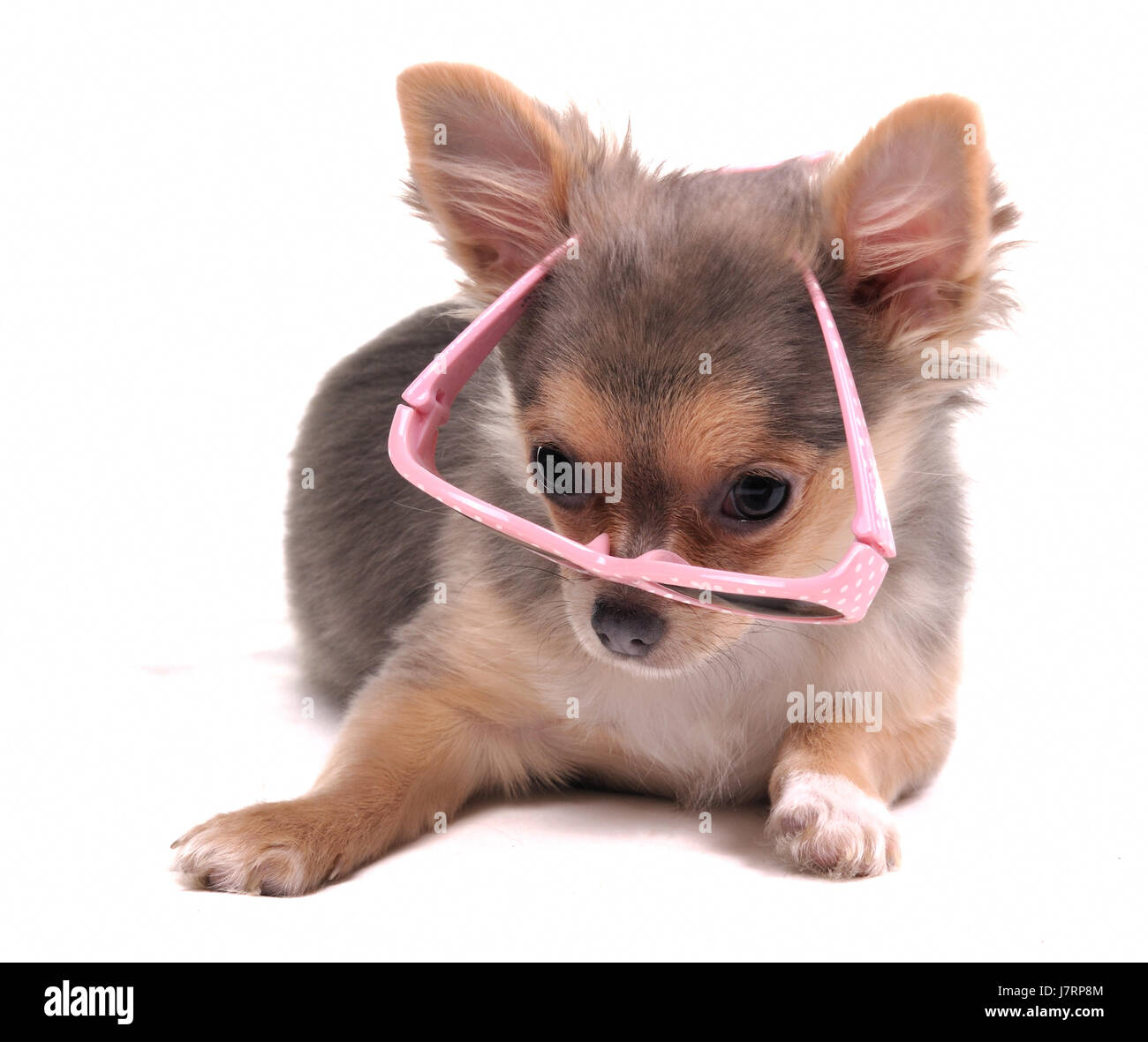 Istruzione isolato di fumetti design modello di concetto di progetto progetto piano closeup animale Foto Stock