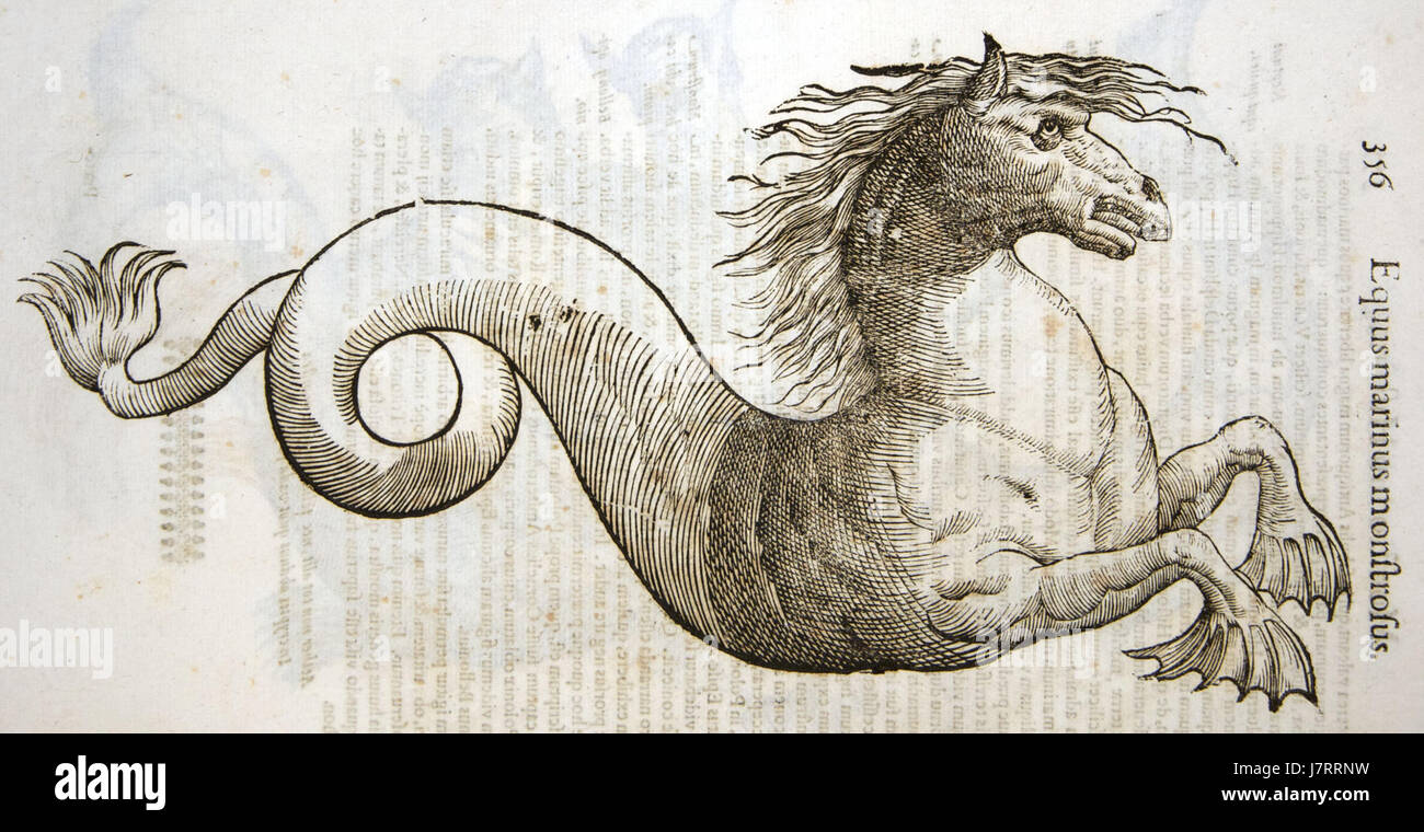 Questo riferimento ad Aldrovandi 0356 si riferisce ad un'opera di Ulisse Aldrovandi, naturalista e studioso italiano. Gli studi di Aldrovandi sulla storia naturale hanno contribuito in modo significativo alla classificazione di piante e animali, e il suo lavoro rimane importante nella storia della scienza. Foto Stock Questo riferimento ad Aldrovandi 0356 si riferisce ad un'opera di Ulisse Aldrovandi, naturalista e studioso italiano. Gli studi di Aldrovandi sulla storia naturale hanno contribuito in modo significativo alla classificazione di piante e animali, e il suo lavoro rimane importante nella storia della scienza. Foto Stock