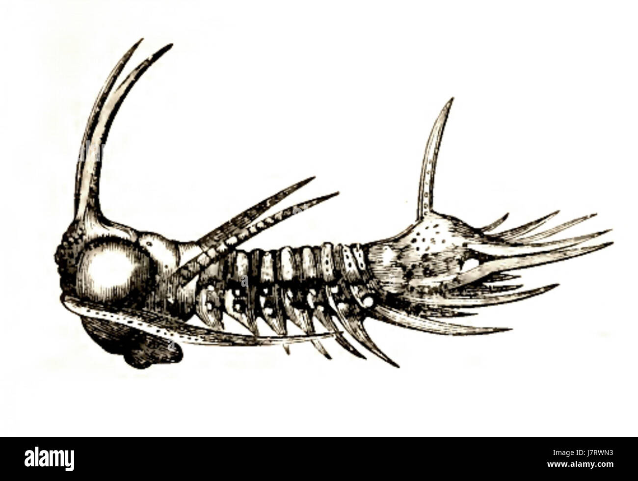 Arges armatus Foto Stock