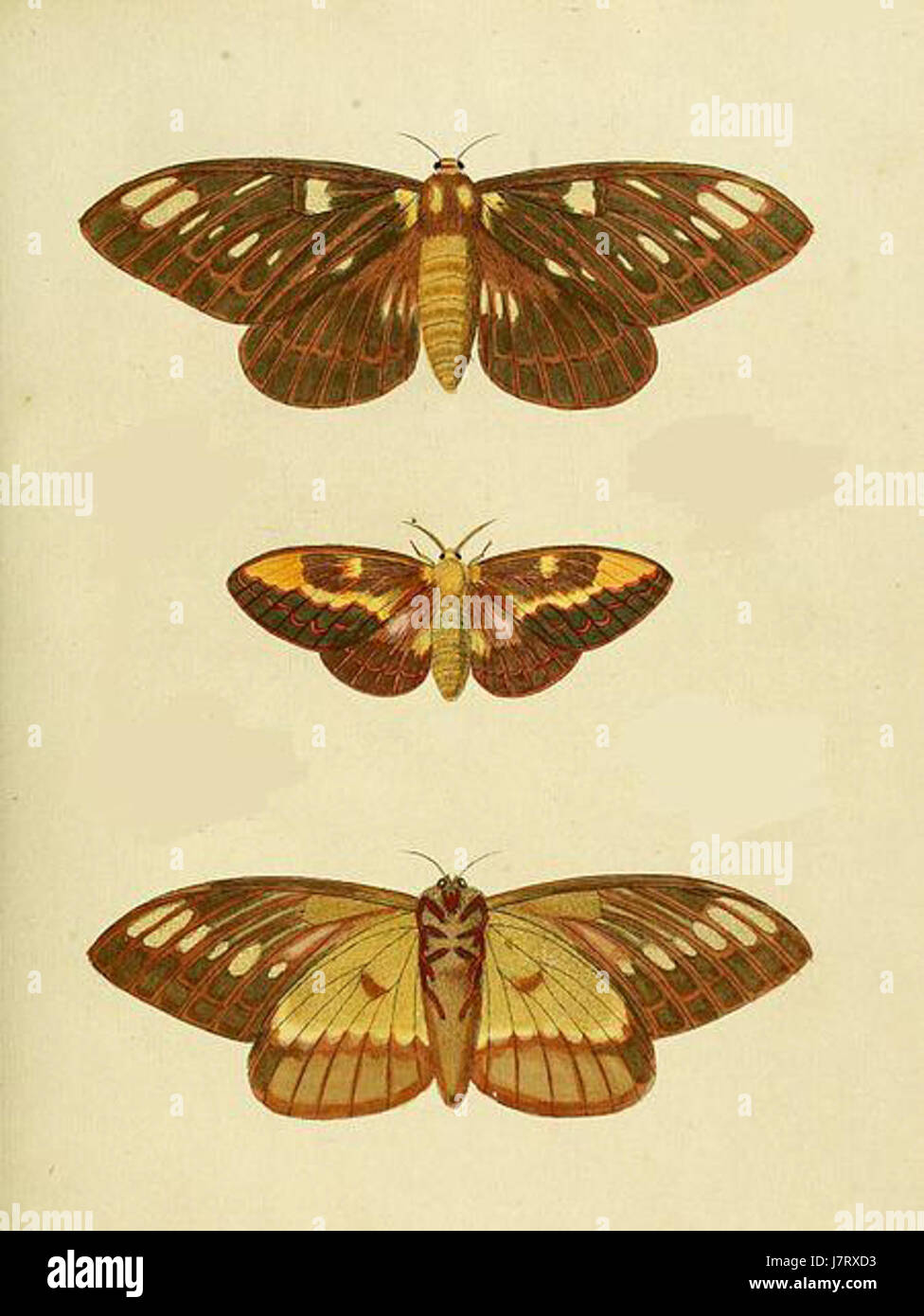 Citheronia laocoon è una specie di falena diffusa nell'America centrale e settentrionale. Conosciuta per il suo aspetto suggestivo, fa parte della famiglia Saturniidae, riconosciuta per le grandi e colorate falene. Questa specie è caratterizzata dai suoi colori vivaci e dai motivi distintivi, che la aiutano a fondersi nel suo ambiente. Foto Stock