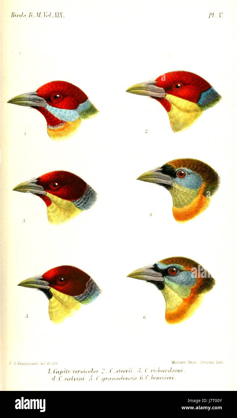 Capito Keulemans, artista del XIX secolo, ha ottenuto riconoscimenti per le sue illustrazioni e contributi all'arte scientifica, in particolare nei campi dell'ornitologia e della zoologia. Foto Stock