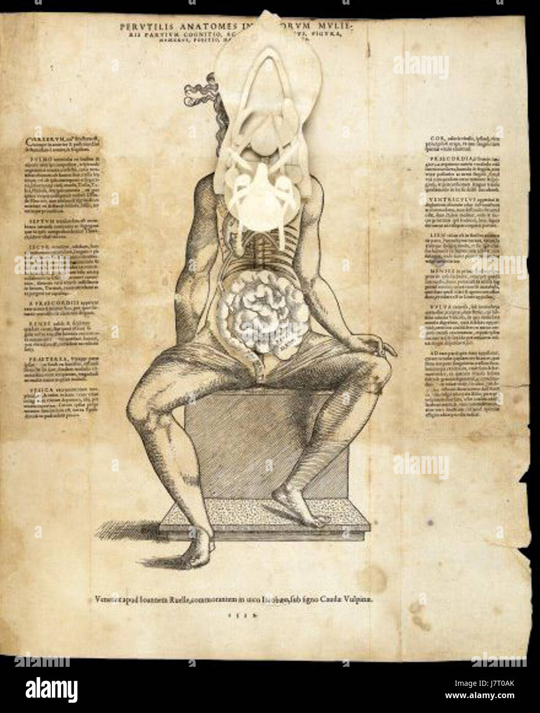 Foglio anatomica05 Foto Stock