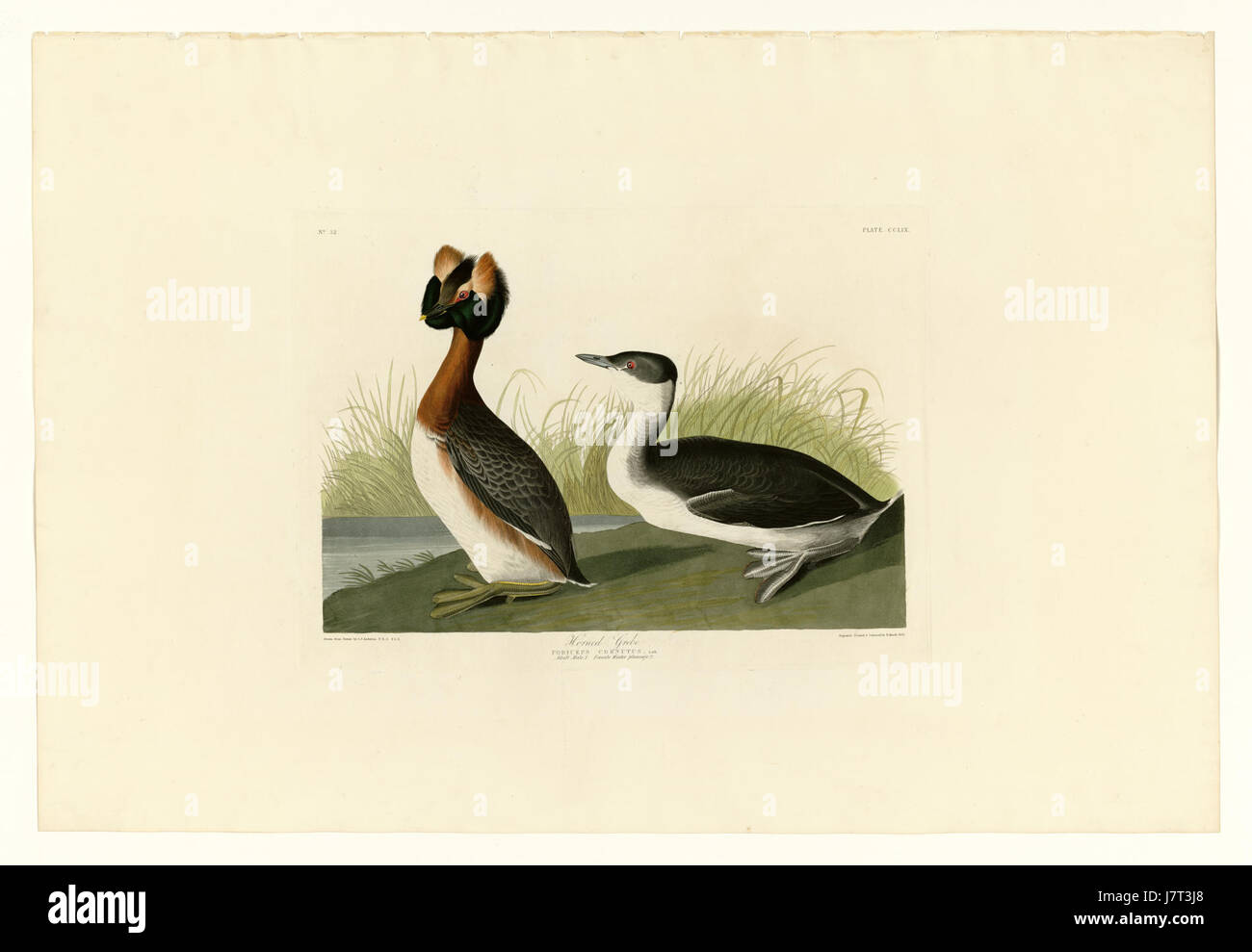 Il corno Grebe, una specie di uccello subacqueo, è noto per il suo caratteristico piumaggio. Questo uccello si trova in Nord America, Europa e Asia ed è noto per le sue graziose abilità subacquee. Foto Stock